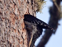 IMG 2020c  Black-backed Woodpecker (Picoides arcticus) - female at nest